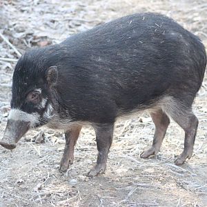 Visayan warty pig (Sus cebifrons)