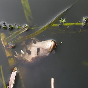 Life and death in a garden pond. March 2020