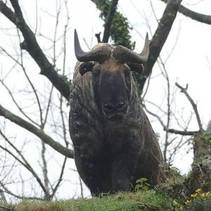 Mishmi takin, March 2020