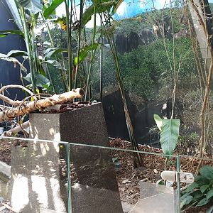 Leaf-cutting ant - enclosure