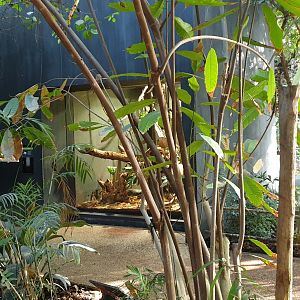 View into the Tropical Hall