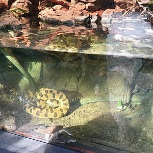 South American river-exhibit