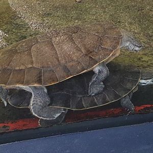 Mating Geoffroy's side-necked turtles