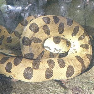 Green anaconda