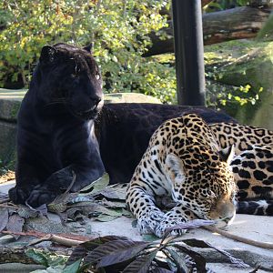 Jaguars