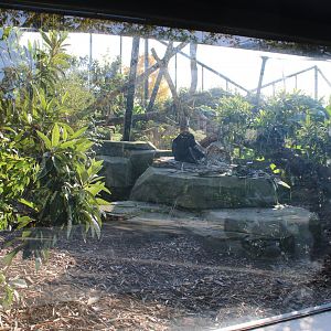 Viewing-window Jaguar-enclosure