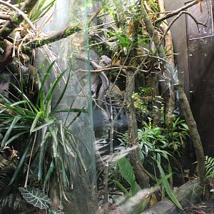 Dart frog and Snake-enclosures