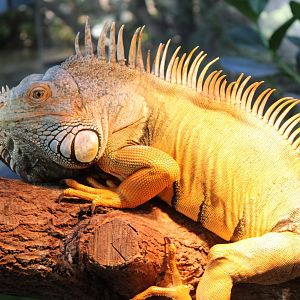 Green iguana