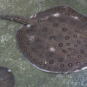 Ocellate river stingrays