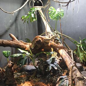 Enclosure Boa constrictor