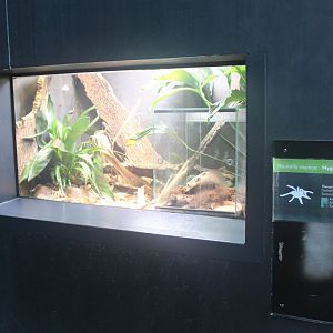 Enclosure and sign LeBlond's tarantula