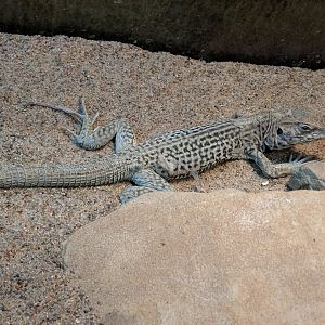 Marbled whiptail (Cnemidophorus marmoratus)