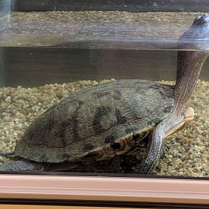 Big Bend slider (Trachemys gaigeae)