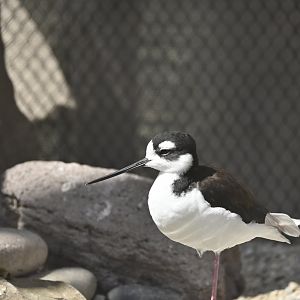 Black Necked Stilt