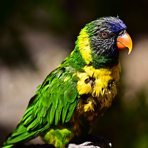 Edward’s Lorikeet