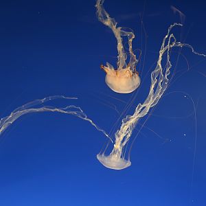 Pacific Sea Nettle