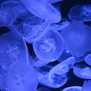Moon Jellyfish