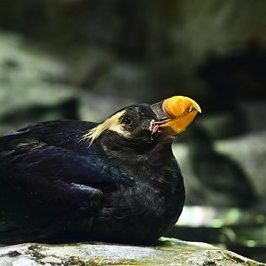 Tufted Puffin