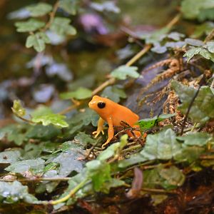 Golden Mantella Frog