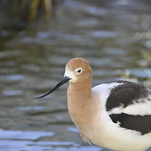 American Avocet