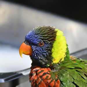Green Naped Lorikeet