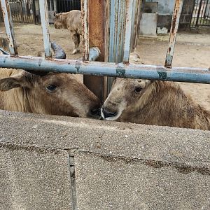 Takin（Budorcas taxicolor）
