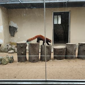Chinese red panda (Ailurus styani)