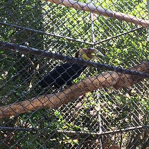 Wreathed Hornbill