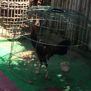 Chicken Cage