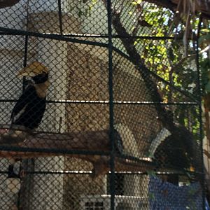 Great Hornbill