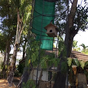Red Billed Magpie Enclosure