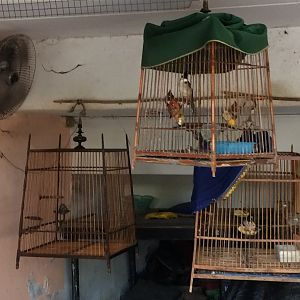 Red Whiskered Bulbuls