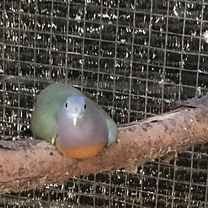 Pink Necked Green Pigeon