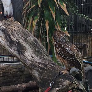 Spotted Wood Owl