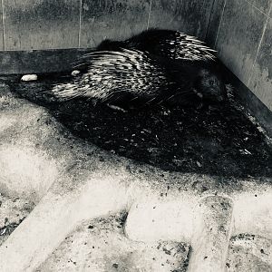 Malayan Crested Porcupines