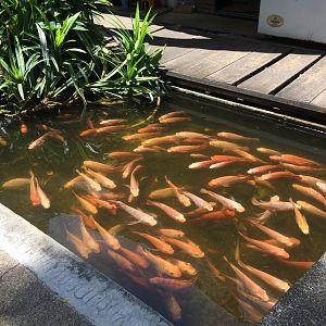 Tilapia Pond