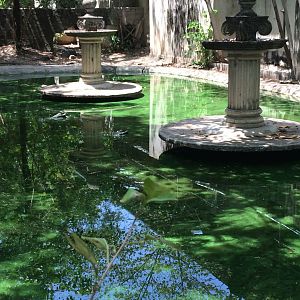 Saltwater Crocodile Enclosure