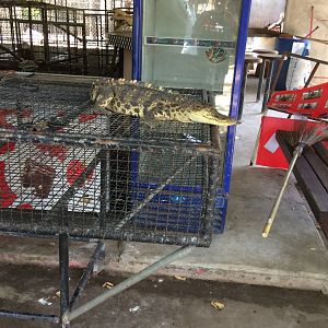 Baby Saltwater Crocodile for Photos