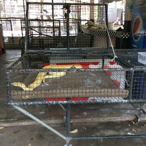 Albino Burmese Python for Photos