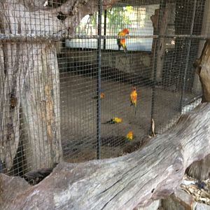 Sun Conures