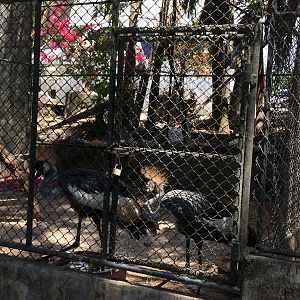 African Grey Crowned Crane