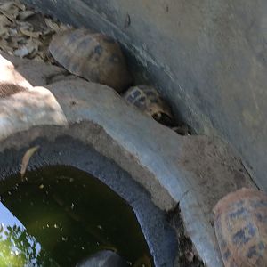 Tortoise ID