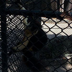 Black Giant Squirrel