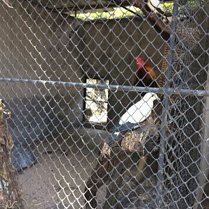 Pied Imperial Pigeon and Chicken Aviary