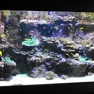 Tropical aquarium