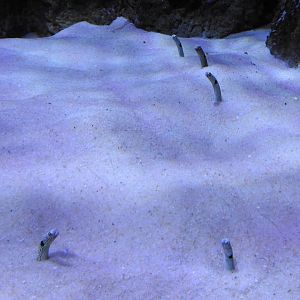 Garden Eels