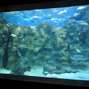 Oceanarium