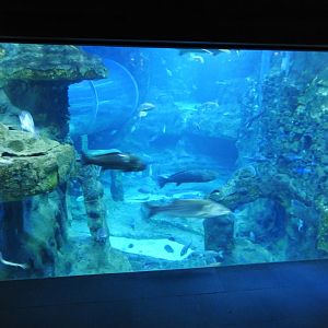 Oceanarium