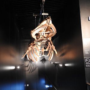 Minke Whale skeleton