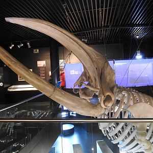 Right Whale skeleton